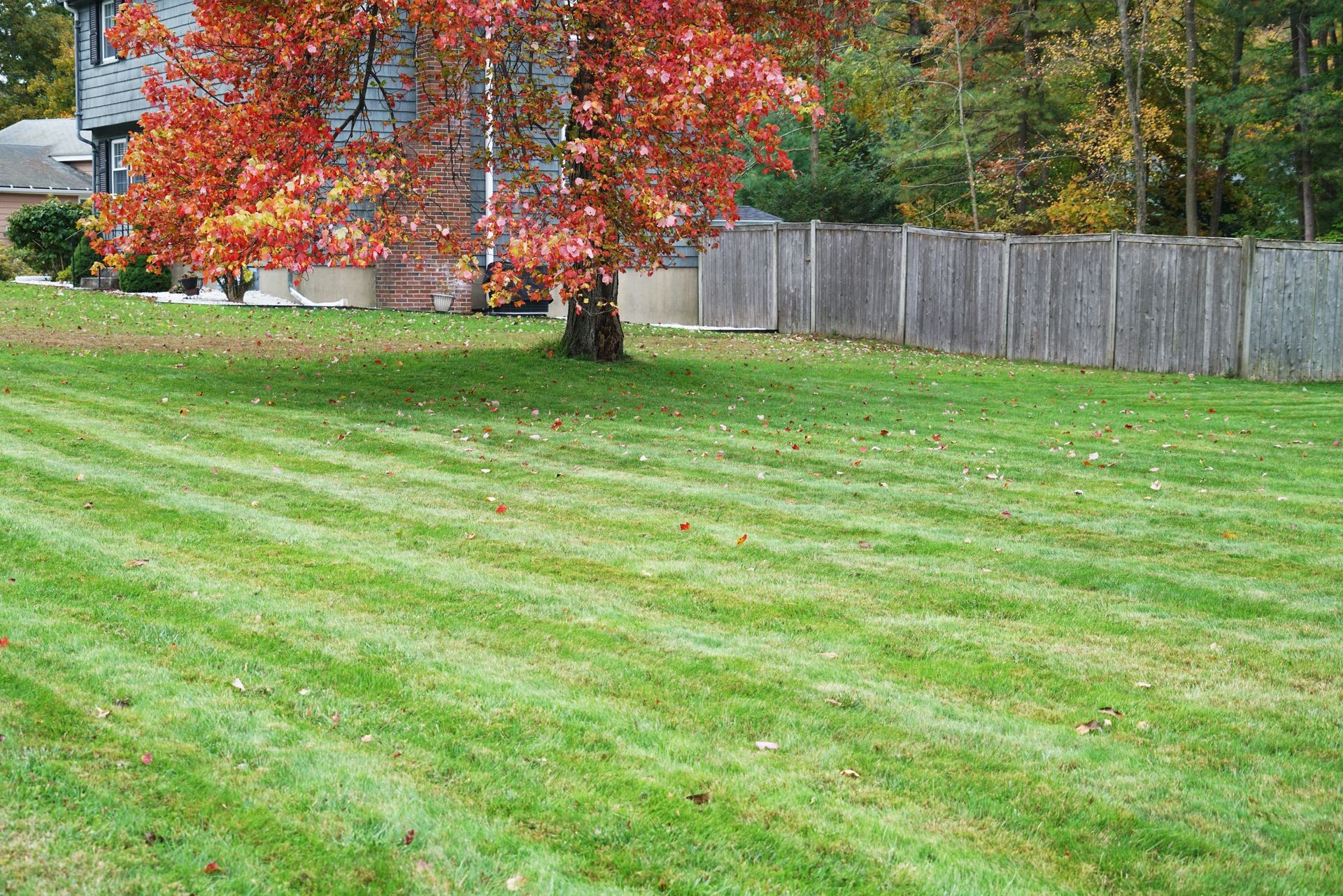 mowed lawn in the back yard with autumn tree       